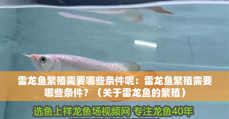 雷龍魚繁殖需要哪些條件呢：雷龍魚繁殖需要哪些條件？（關(guān)于雷龍魚的繁殖）