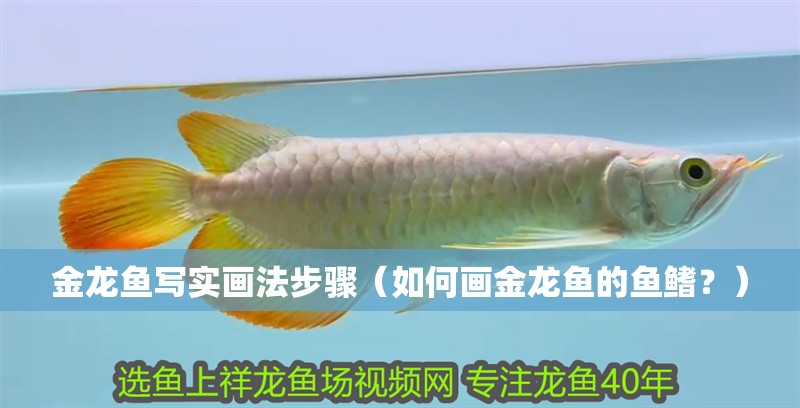 金龍魚寫實畫法步驟（如何畫金龍魚的魚鰭？） 金龍魚寫實畫法步驟（如何畫金龍魚的魚鰭？） 龍魚百科