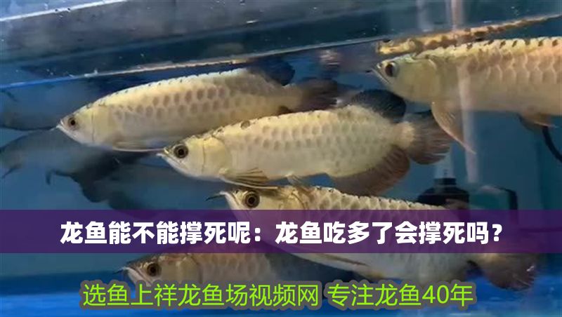 龍魚能不能撐死呢：龍魚吃多了會撐死嗎？