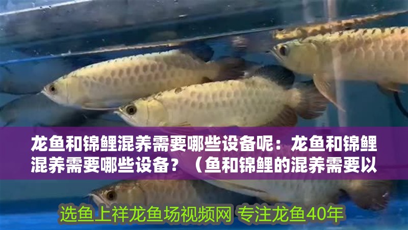 龍魚和錦鯉混養(yǎng)需要哪些設(shè)備呢：龍魚和錦鯉混養(yǎng)需要哪些設(shè)備？（魚和錦鯉的混養(yǎng)需要以下設(shè)備的設(shè)備是一種常見的觀賞魚養(yǎng)殖方式）