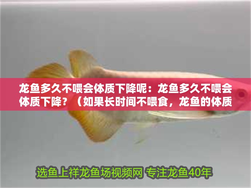龍魚多久不喂會體質(zhì)下降呢：龍魚多久不喂會體質(zhì)下降？（如果長時間不喂食，龍魚的體質(zhì)會下降嗎？）