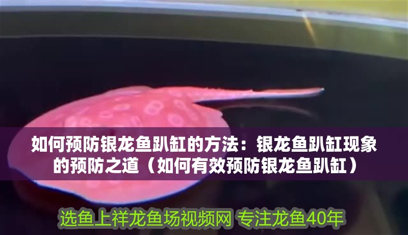 如何預(yù)防銀龍魚(yú)趴缸的方法：銀龍魚(yú)趴缸現(xiàn)象的預(yù)防之道（如何有效預(yù)防銀龍魚(yú)趴缸）
