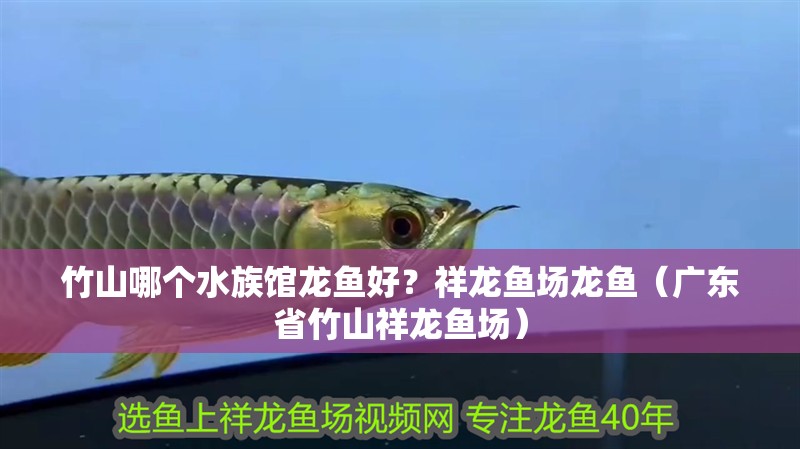<strong><mark>竹山</mark></strong>哪個水族館龍魚好？祥龍魚場龍魚（廣東省<strong><mark>竹山</mark></strong>祥龍魚場）