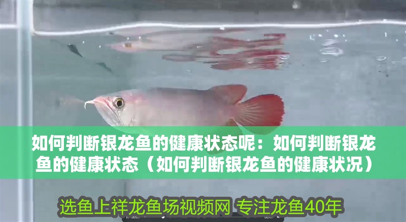 如何判斷銀龍魚的健康狀態(tài)呢：如何判斷銀龍魚的健康狀態(tài)（如何判斷銀龍魚的健康狀況）