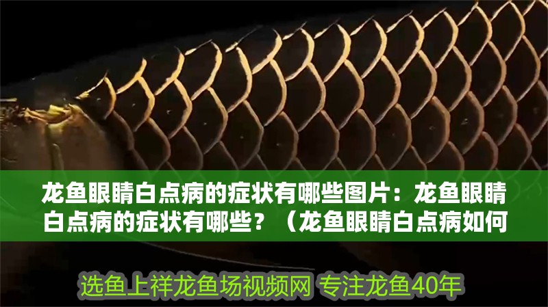 龍魚眼睛白點病的癥狀有哪些圖片：龍魚眼睛白點病的癥狀有哪些？（龍魚眼睛白點病如何治療）