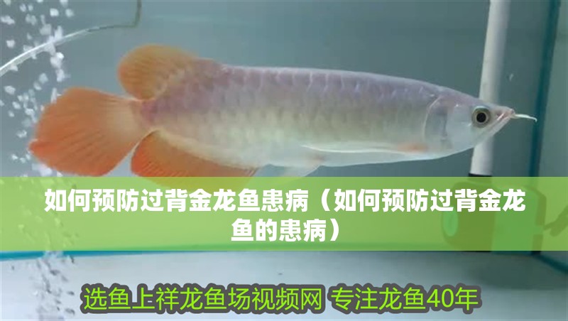 新到家的小虎魚 如何預防過背金龍魚患病(如何預防過背金龍魚的患病) 龍魚百科 如何預防過背金龍魚患病(如何預防過背金龍魚的患病) 如何預防過背金龍魚患病(如何預防過背金龍魚的患病) 龍魚百科