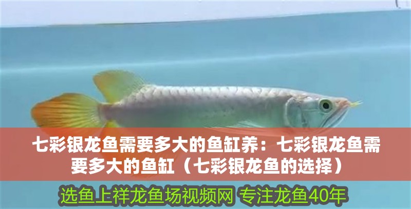 七彩銀龍魚需要多大的魚缸養：七彩銀龍魚需要多大的魚缸（七彩銀龍魚的選擇）