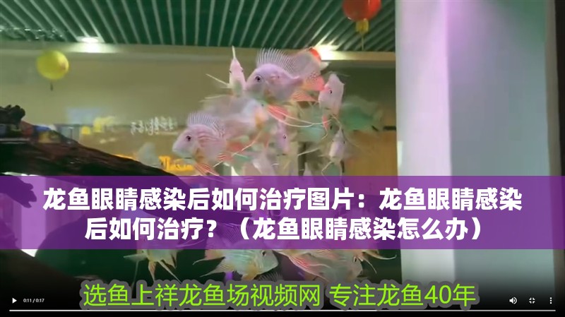 龍魚眼睛感染后如何治療圖片：龍魚眼睛感染后如何治療？（龍魚眼睛感染怎么辦）