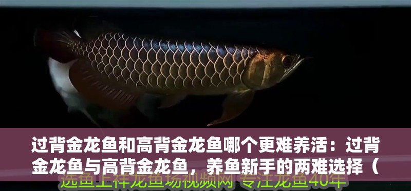 過背金龍魚和高背金龍魚哪個更難養(yǎng)活：過背金龍魚與高背金龍魚，養(yǎng)魚新手的兩難選擇（過背金龍魚和高背金龍魚哪個更難養(yǎng)活，新手養(yǎng)魚需要注意什么）