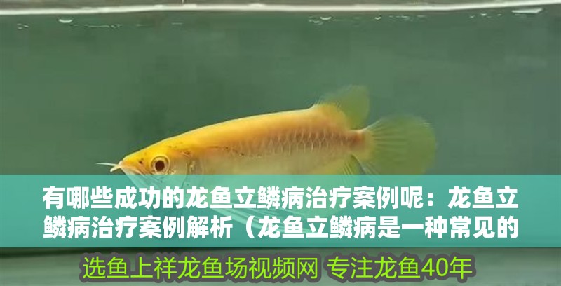 有哪些成功的龍魚立鱗病治療案例呢：龍魚立鱗病治療案例解析（龍魚立鱗病是一種常見的疾病，醫(yī)生為她推薦藥物治療） 有哪些成功的龍魚立鱗病治療案例呢：龍魚立鱗病治療案例解析（龍魚立鱗病是一種常見的疾病，醫(yī)生為她推薦藥物治療） 水族問答