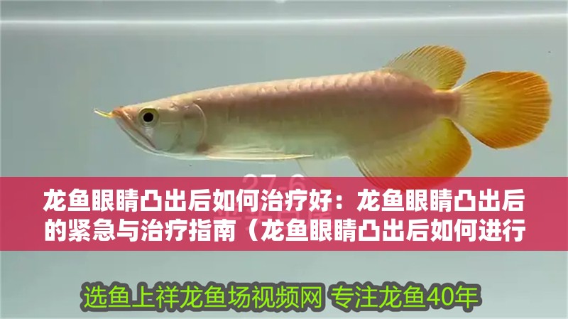龍魚眼睛凸出后如何治療好：龍魚眼睛凸出后的緊急與治療指南（龍魚眼睛凸出后如何進行治療）
