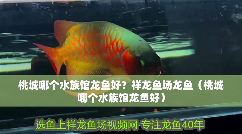 <strong><mark>桃城</mark></strong>哪個水族館龍魚好？祥龍魚場龍魚（<strong><mark>桃城</mark></strong>哪個水族館龍魚好）