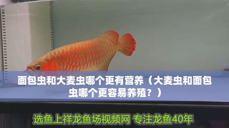 面包蟲和大麥蟲哪個更有營養（大麥蟲和面包蟲哪個更容易養殖？）