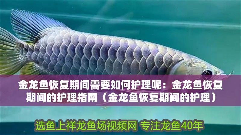 金龍魚恢復(fù)期間需要如何護(hù)理呢：金龍魚恢復(fù)期間的護(hù)理指南（金龍魚恢復(fù)期間的護(hù)理）