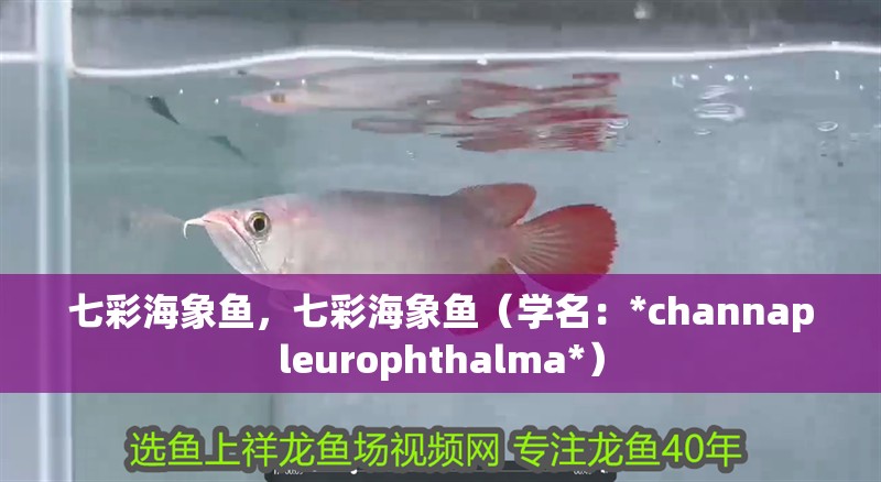 七彩海象魚，七彩海象魚（學名：*channapleurophthalma*）