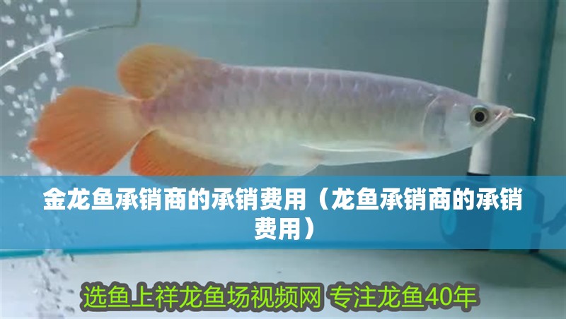 金龍魚承銷商的承銷費用（龍魚承銷商的承銷費用）