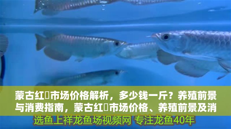 蒙古紅鲌市場(chǎng)價(jià)格解析，多少錢一斤？養(yǎng)殖前景與消費(fèi)指南，蒙古紅鲌市場(chǎng)價(jià)格、養(yǎng)殖前景及消費(fèi)指南全解析