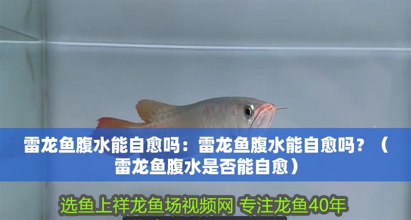 雷龍魚腹水能自愈嗎：雷龍魚腹水能自愈嗎？（雷龍魚腹水是否能自愈）