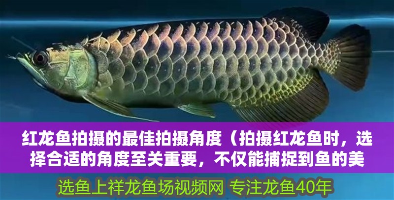 紅龍魚拍攝的最佳拍攝角度（拍攝紅龍魚時，選擇合適的角度至關重要，不僅能捕捉到魚的美麗）