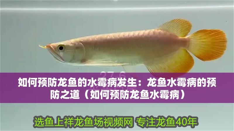 如何預防龍魚的水霉病發生：龍魚水霉病的預防之道（如何預防龍魚水霉病）