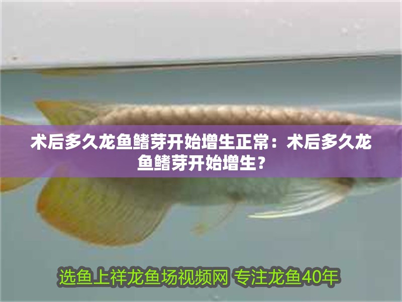 術(shù)后多久龍魚鰭芽開始增生正常：術(shù)后多久龍魚鰭芽開始增生？