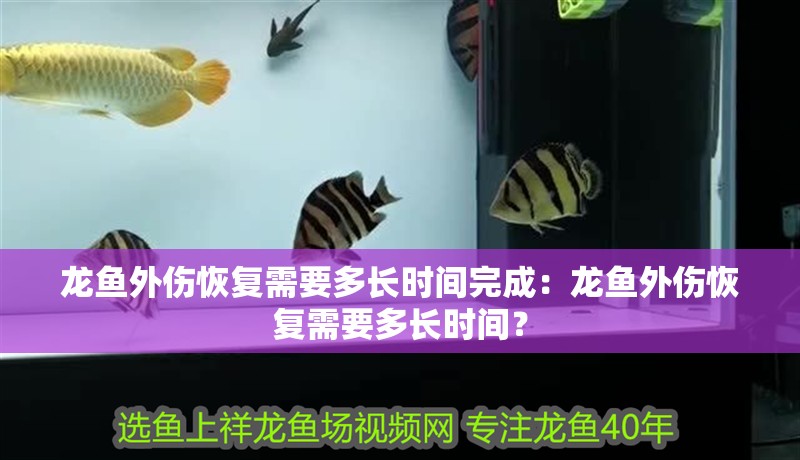 龍魚外傷恢復需要多長時間完成：龍魚外傷恢復需要多長時間？