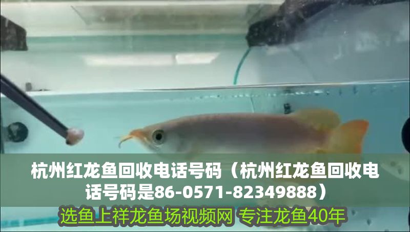 杭州紅龍魚回收電話號碼(杭州紅龍魚回收電話號碼是86-0571-82349888) 龍魚百科 第1張 杭州紅龍魚回收電話號碼(杭州紅龍魚回收電話號碼是86-0571-82349888) 杭州紅龍魚回收電話號碼(杭州紅龍魚回收電話號碼是86-0571-82349888) 龍魚百科 第1張