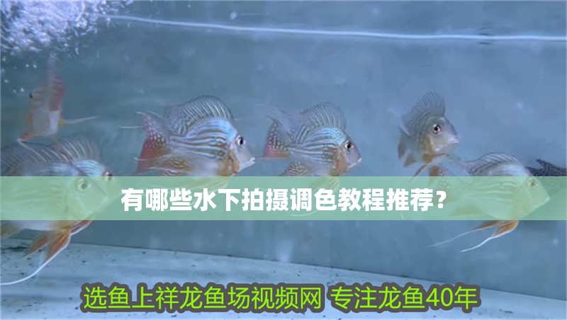 有哪些水下拍攝調(diào)色教程推薦？