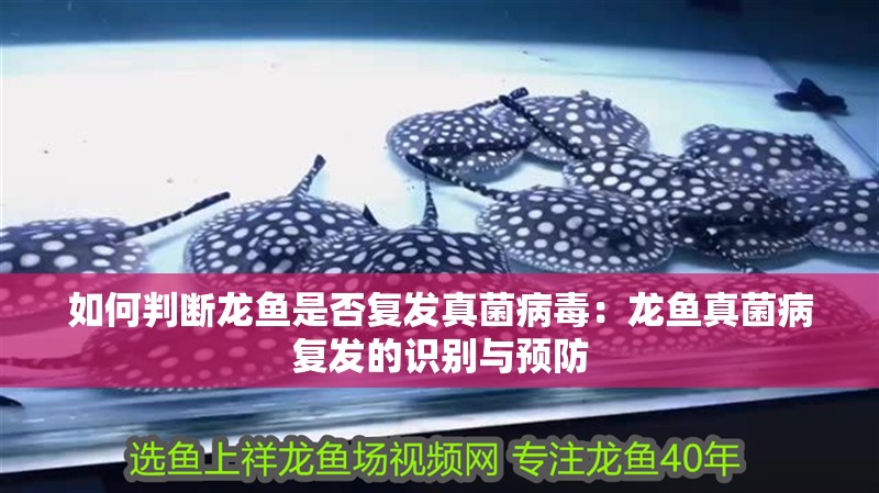 如何判斷龍魚是否復發真菌病毒：龍魚真菌病復發的識別與預防