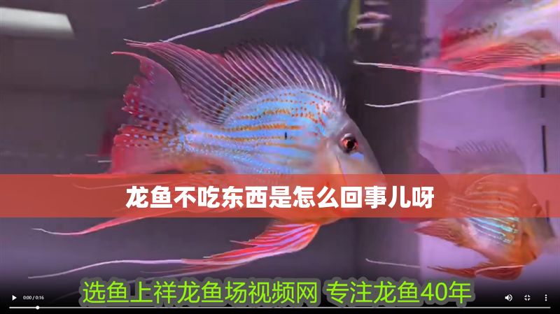 龍魚不吃東西是怎么回事兒呀