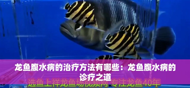 龍魚腹水病的治療方法有哪些：龍魚腹水病的診療之道