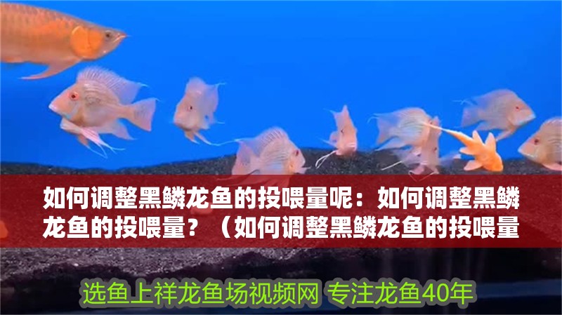 如何調整黑鱗龍魚的投喂量呢：如何調整黑鱗龍魚的投喂量？（如何調整黑鱗龍魚的投喂量）