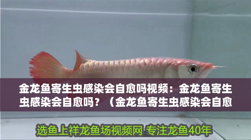 金龍魚寄生蟲感染會自愈嗎視頻：金龍魚寄生蟲感染會自愈嗎？（金龍魚寄生蟲感染會自愈嗎）