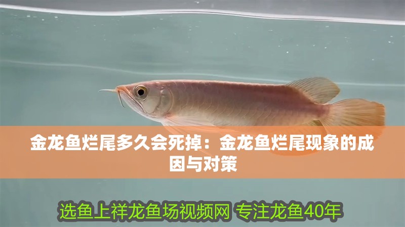 金龍魚爛尾多久會死掉：金龍魚爛尾現象的成因與對策