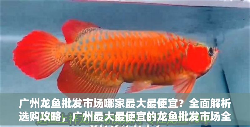 廣州龍魚(yú)批發(fā)市場(chǎng)哪家最大最便宜？全面解析選購(gòu)攻略，廣州最大最便宜的龍魚(yú)批發(fā)市場(chǎng)全攻略，一站式選購(gòu)指南