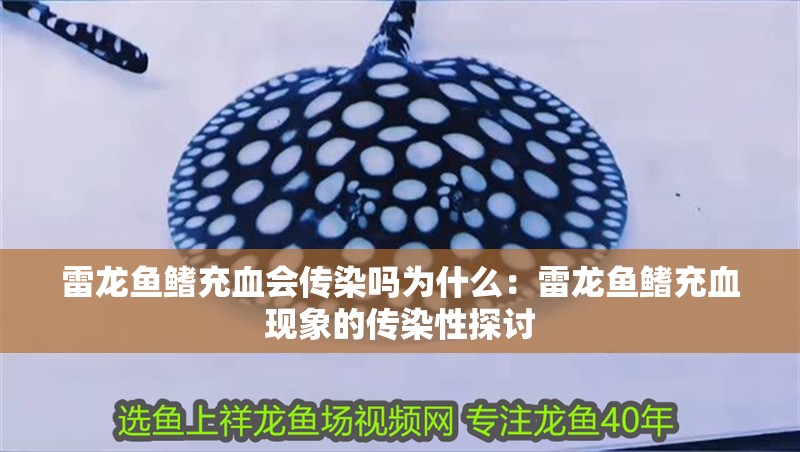 雷龍魚鰭充血會傳染嗎為什么：雷龍魚鰭充血現(xiàn)象的傳染性探討