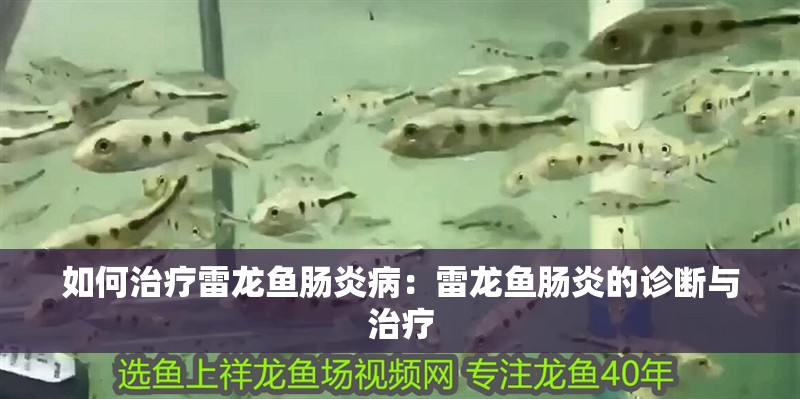 如何治療雷龍魚腸炎病：雷龍魚腸炎的診斷與治療