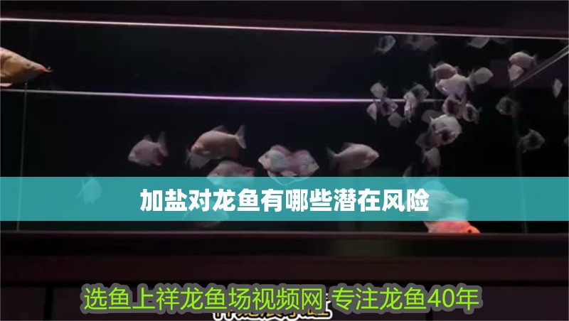加鹽對龍魚有哪些潛在風險