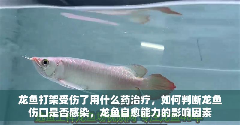 龍魚打架受傷了用什么藥治療，如何判斷龍魚傷口是否感染，龍魚自愈能力的影響因素