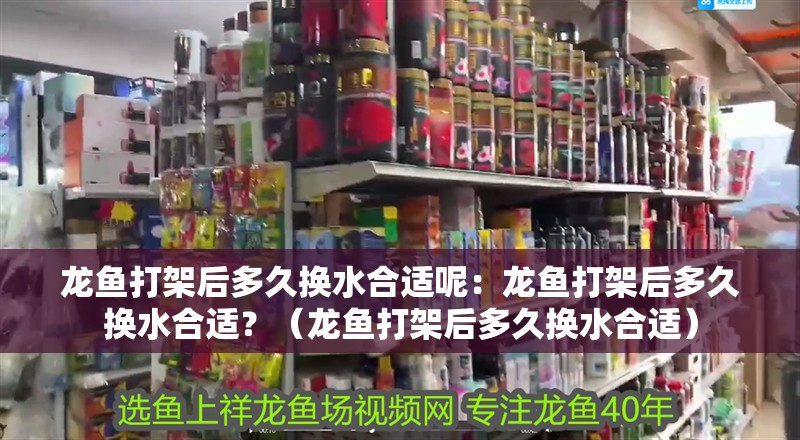 龍魚打架后多久換水合適呢：龍魚打架后多久換水合適？（龍魚打架后多久換水合適）