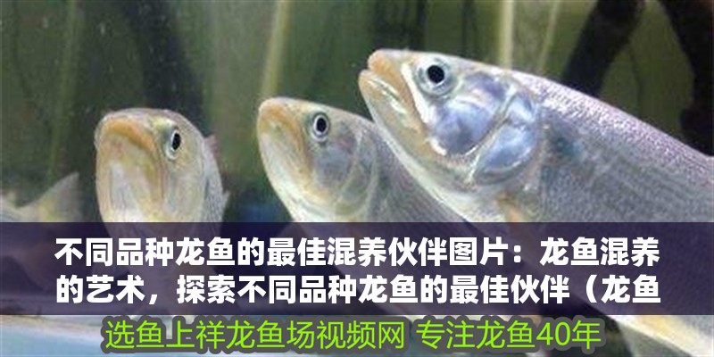 不同品種龍魚的最佳混養伙伴圖片：龍魚混養的藝術，探索不同品種龍魚的最佳伙伴（龍魚混養是一項有趣的探索之旅，精心選擇混養伙伴至關重要）
