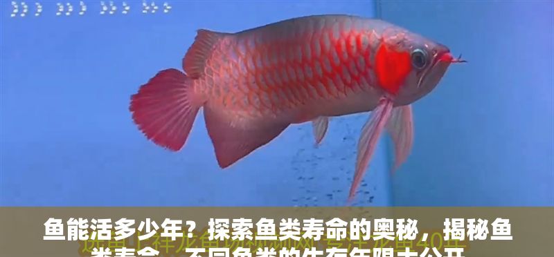 魚能活多少年？探索魚類壽命的奧秘，揭秘魚類壽命，不同魚類的生存年限大公開