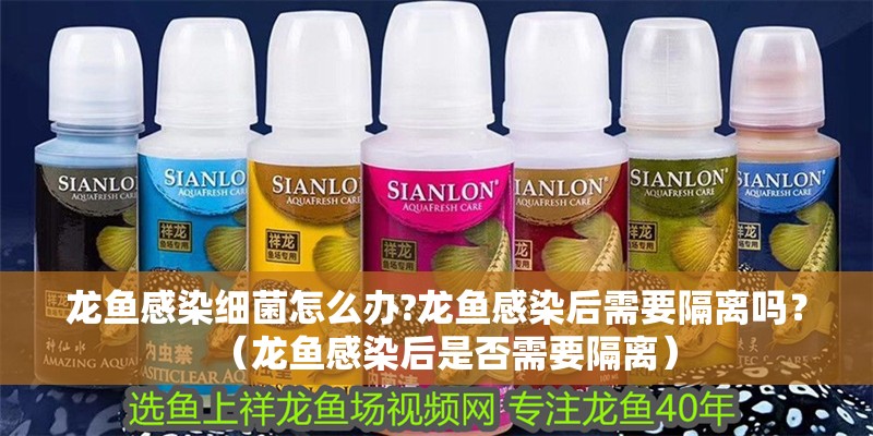 龍魚感染細菌怎么辦?龍魚感染后需要隔離嗎？（龍魚感染后是否需要隔離）