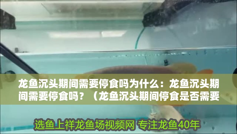 龍魚沉頭期間需要停食嗎為什么：龍魚沉頭期間需要停食嗎？（龍魚沉頭期間停食是否需要停食是為什么，龍魚沉頭是否需要停食）