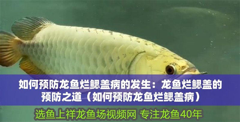 如何預防龍魚爛鰓蓋病的發生：龍魚爛鰓蓋的預防之道（如何預防龍魚爛鰓蓋病）