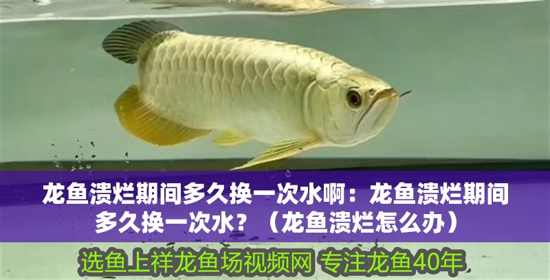 魚缸過濾器選購指南:自制魚缸過濾器魚缸上置過濾器對于養(yǎng)魚愛好者的必備知識 龍魚潰爛期間多久換一次水啊:龍魚潰爛期間多久換一次水?(龍魚潰爛怎么辦) 水族問答 龍魚潰爛期間多久換一次水啊:龍魚潰爛期間多久換一次水?(龍魚潰爛怎么辦) 龍魚潰爛期間多久換一次水啊:龍魚潰爛期間多久換一次水?(龍魚潰爛怎么辦) 水族問答