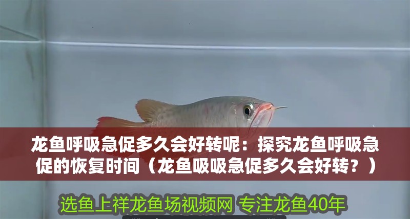 龍魚呼吸急促多久會好轉呢：探究龍魚呼吸急促的恢復時間（龍魚吸吸急促多久會好轉？） 龍魚呼吸急促多久會好轉呢：探究龍魚呼吸急促的恢復時間（龍魚吸吸急促多久會好轉？） 水族問答