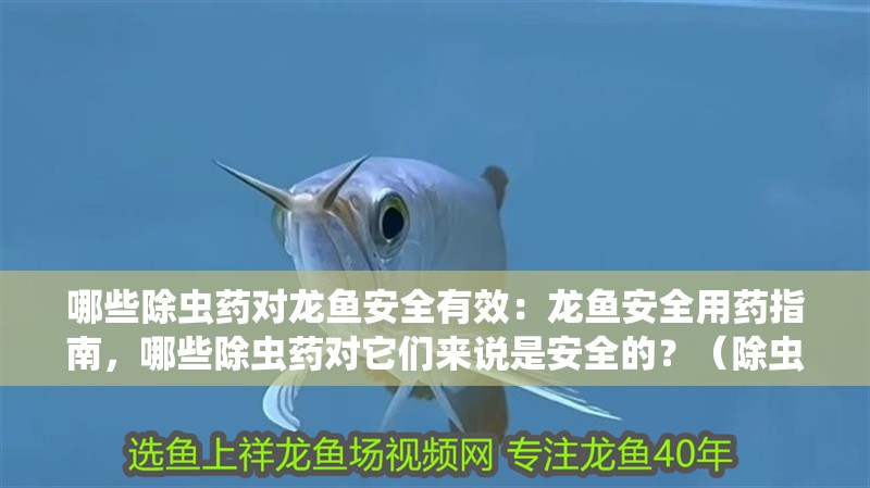 哪些除蟲藥對龍魚安全有效：龍魚安全用藥指南，哪些除蟲藥對它們來說是安全的？（除蟲藥對龍魚安全有效的指南）