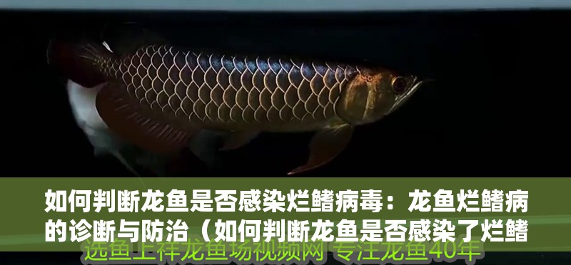 如何判斷龍魚是否感染爛鰭病毒：龍魚爛鰭病的診斷與防治（如何判斷龍魚是否感染了爛鰭病？）