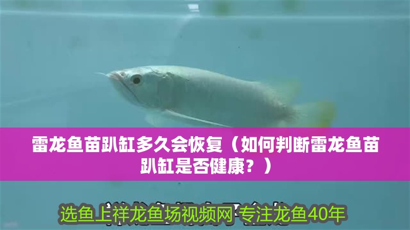 雷龍魚苗趴缸多久會(huì)恢復(fù)（如何判斷雷龍魚苗趴缸是否健康？）